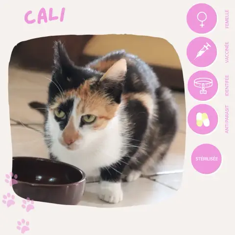 Cali