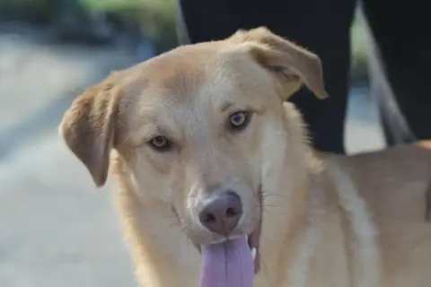 Balto