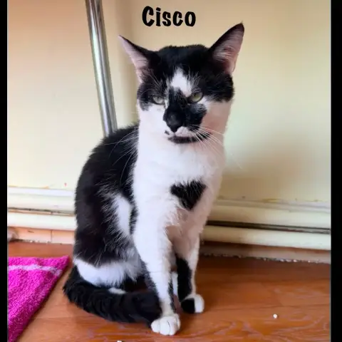 Cisco
