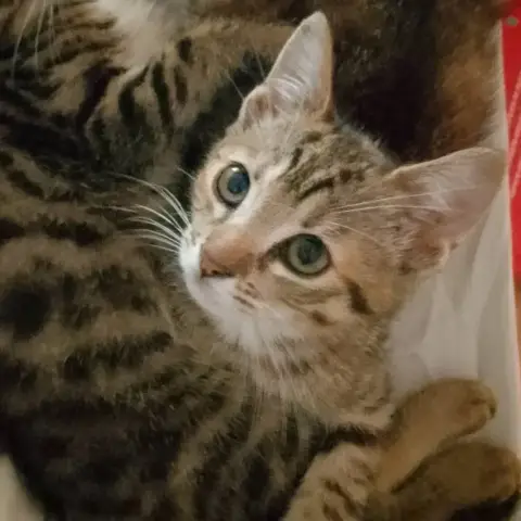 Bonbon
