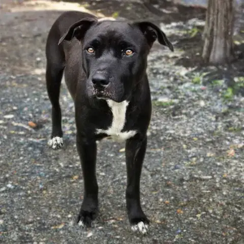 Saphira Chienne photo 3