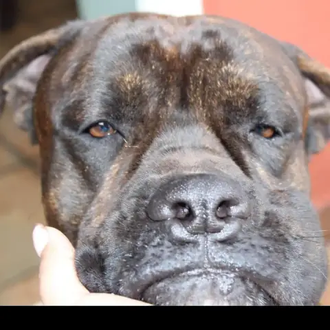 Bully photo 2