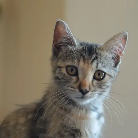 Nova