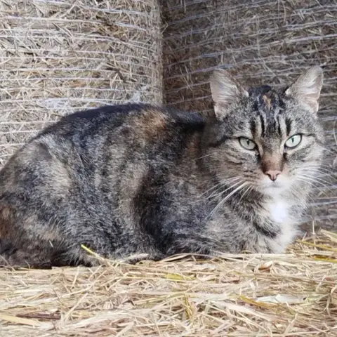 Tupi photo 2