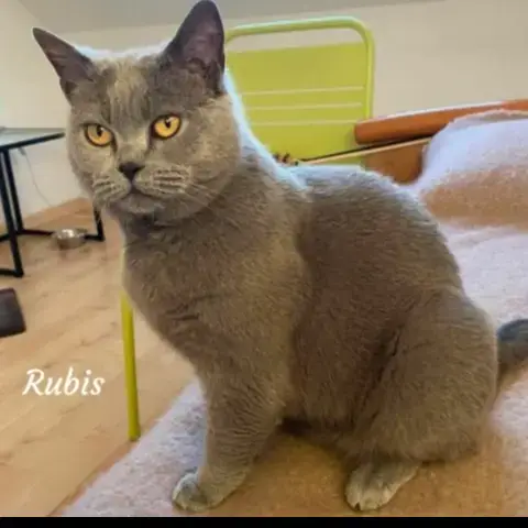 Rubis