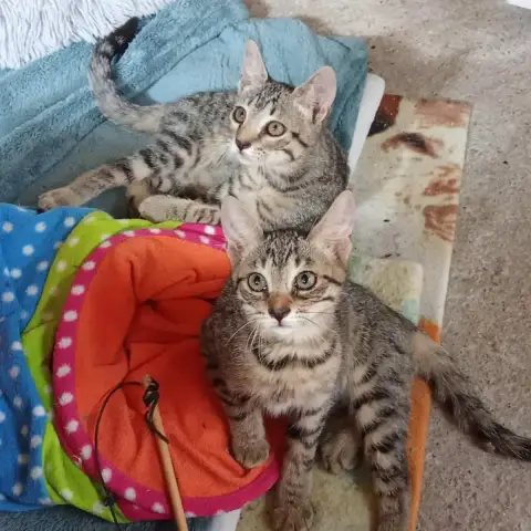 Benji Et Buzz