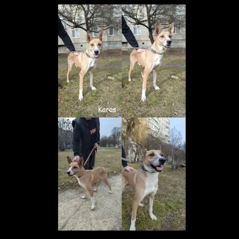 Karas