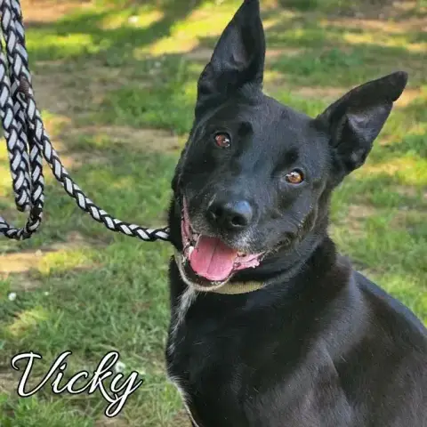 Vicky
