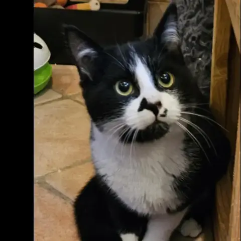 Zorro