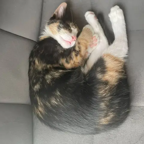 Boldie photo 3