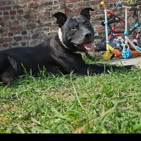 Paco