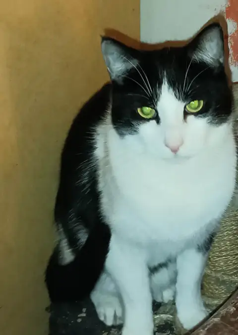 Domino