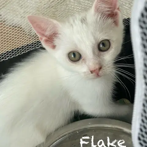 Flake