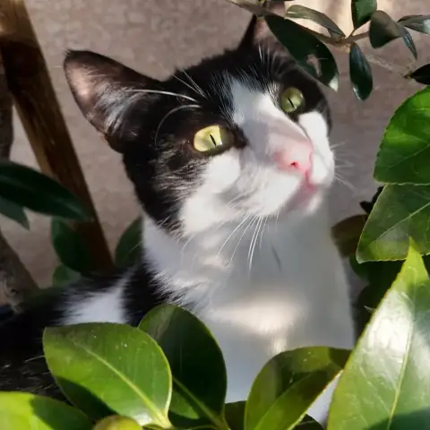 Yoshi