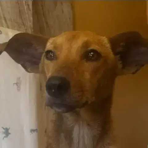 Ludie