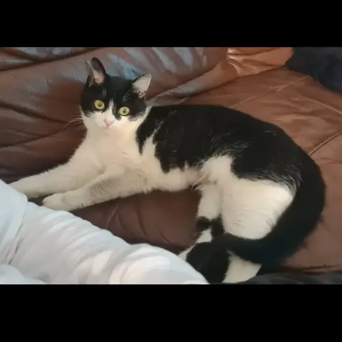 Cora photo 2