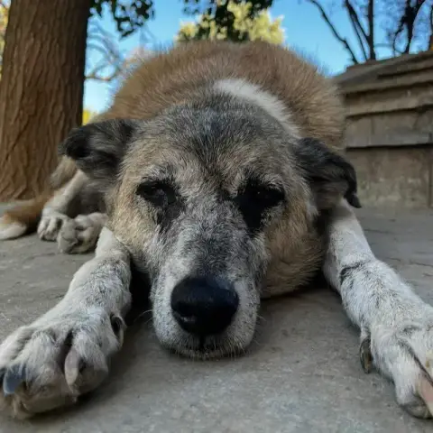 Kira photo 3