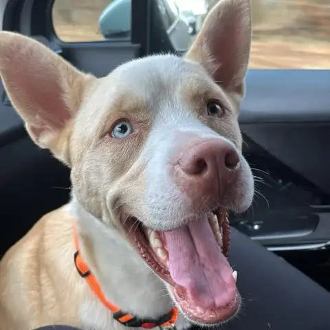 Léo