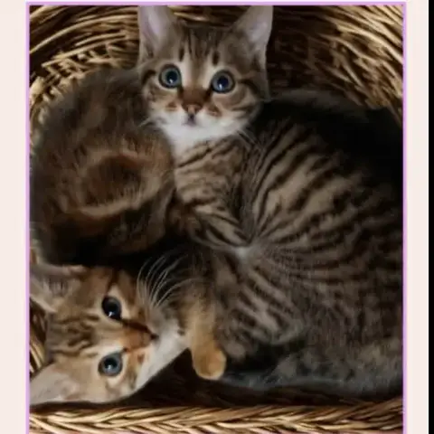 Lili Et Fanny
