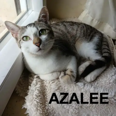Azalée