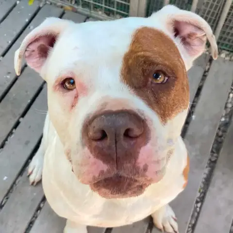 Roxy