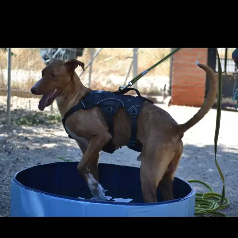 Coco photo 3