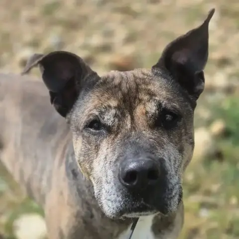 Diego