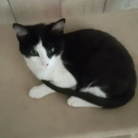 Figaro photo 2