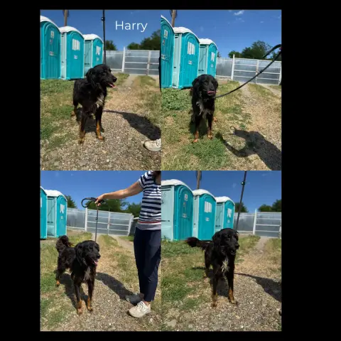 Harry
