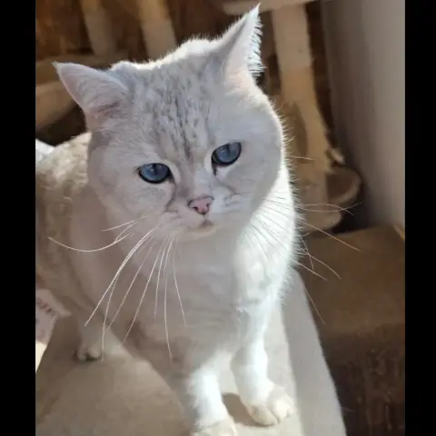 Lilie