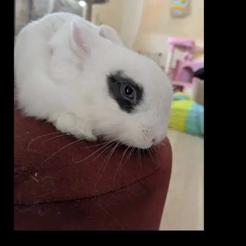 Zappa