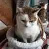 Pompon