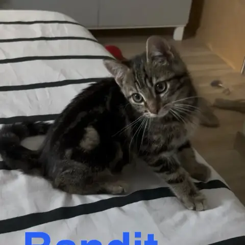 Bandit photo 2