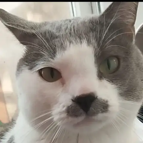 Titi