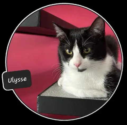 Ulysse