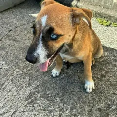Bonnie