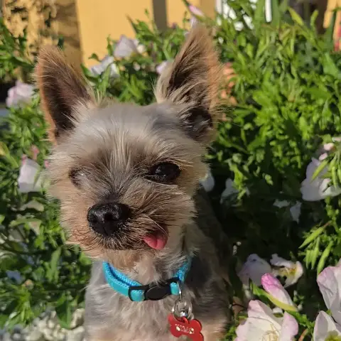 Adopter Kimo