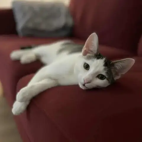 Pollux photo 2