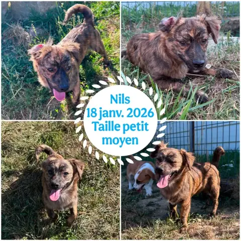 Nils
