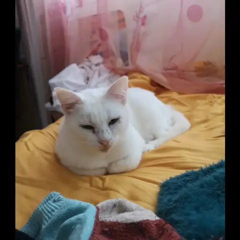 Blanquette photo 2