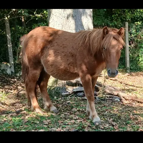 Oskar