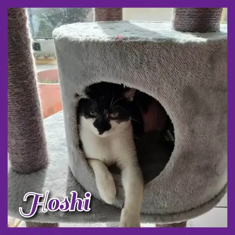 Hoshi photo 2