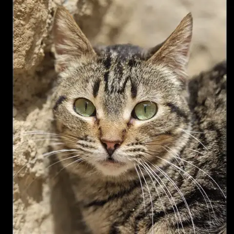 Pequena