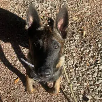 Taz photo 2