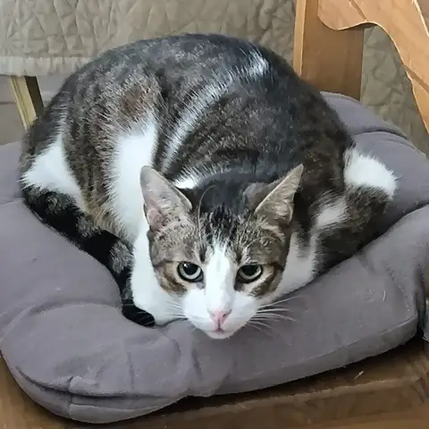 Tama