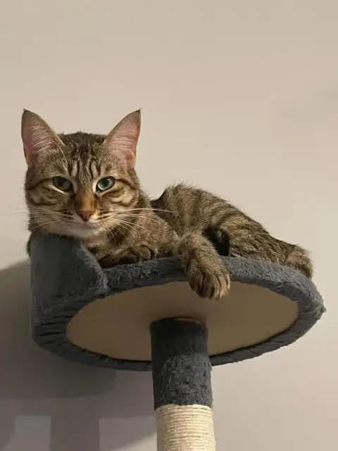 Gisèle