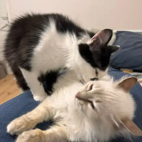 Freya Et Mani