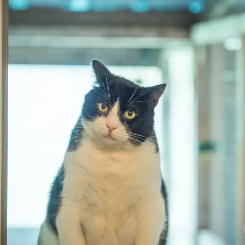 Barnabé