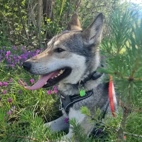 Baloo photo 3