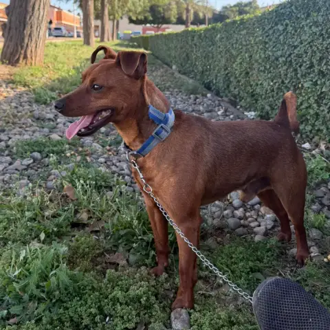 Pépé